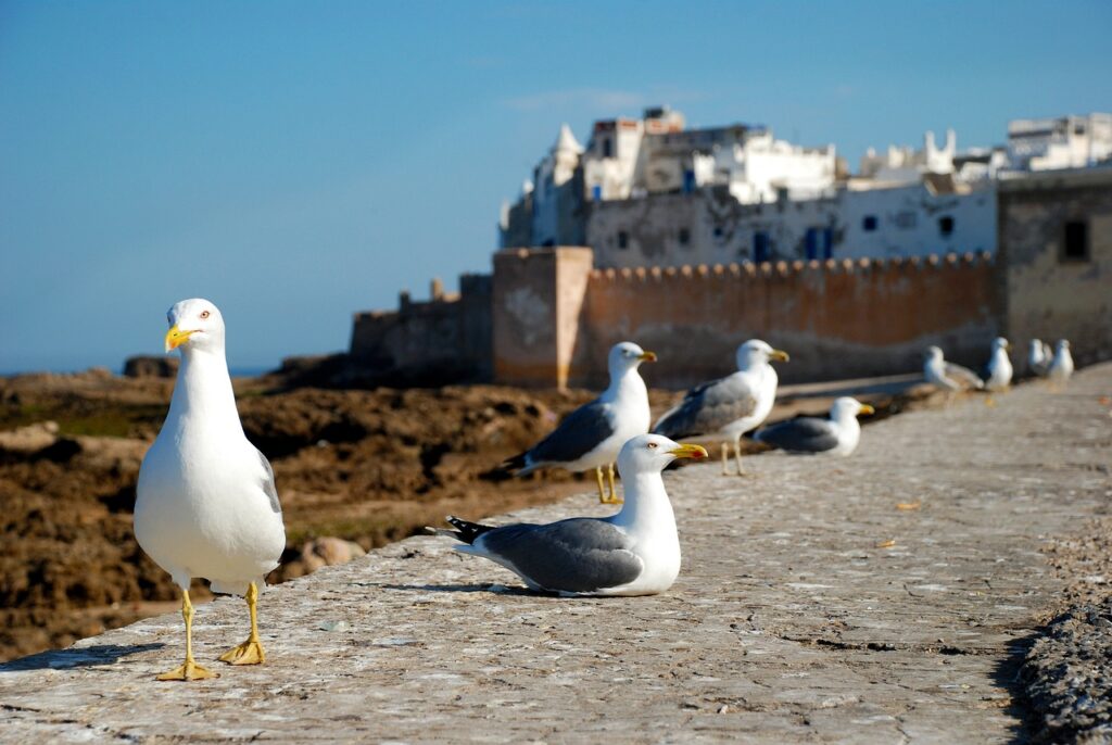 PRIVATE GUIDED TRIP TO ESSAOUIRA / 1 DAY